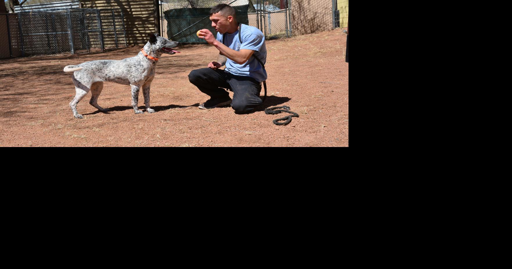 Humane Society of Central Arizona Photo Gallery | Photo Galleries ...