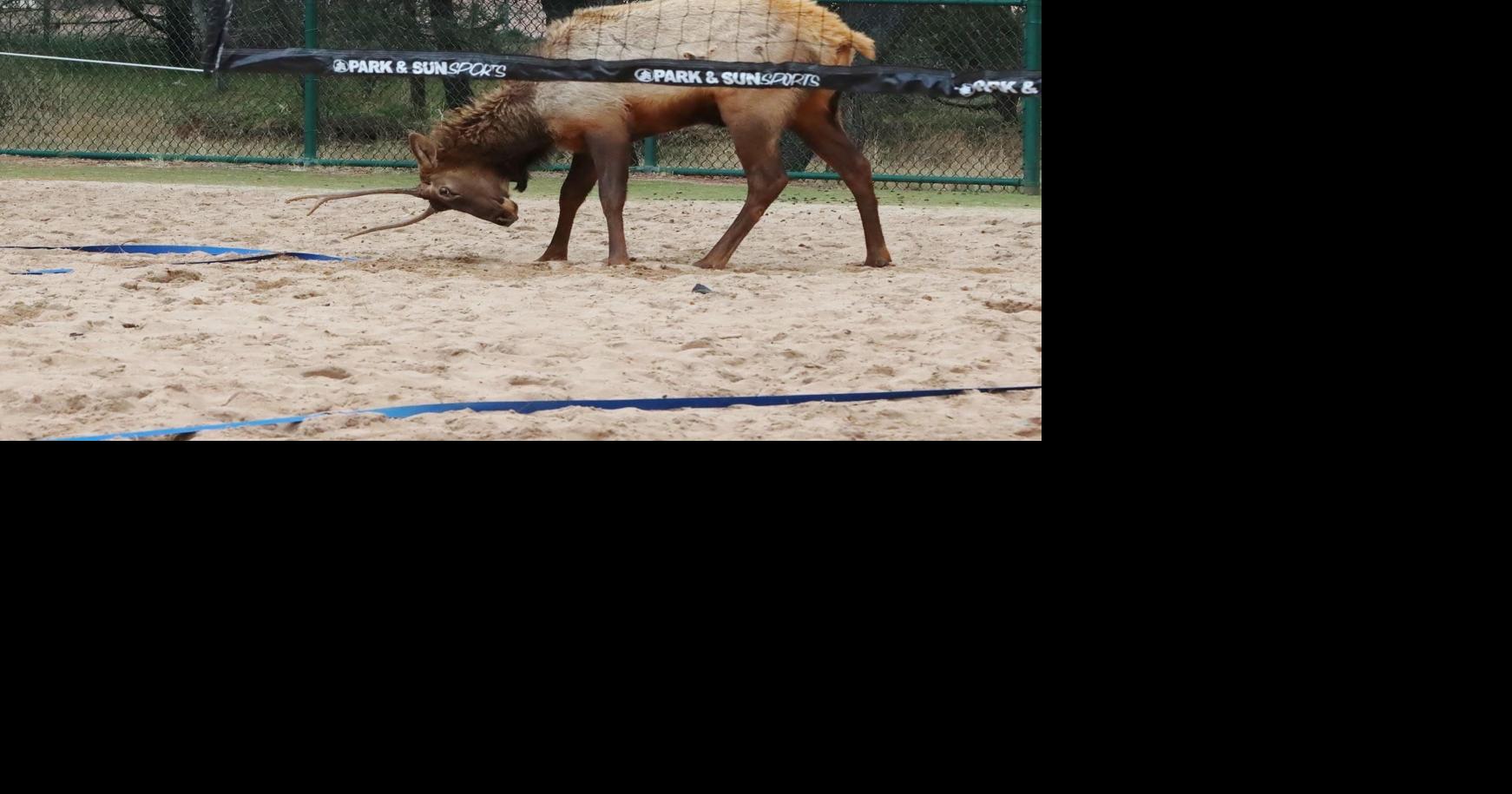 Photographer captures elk attack at park | Local News | paysonroundup.com