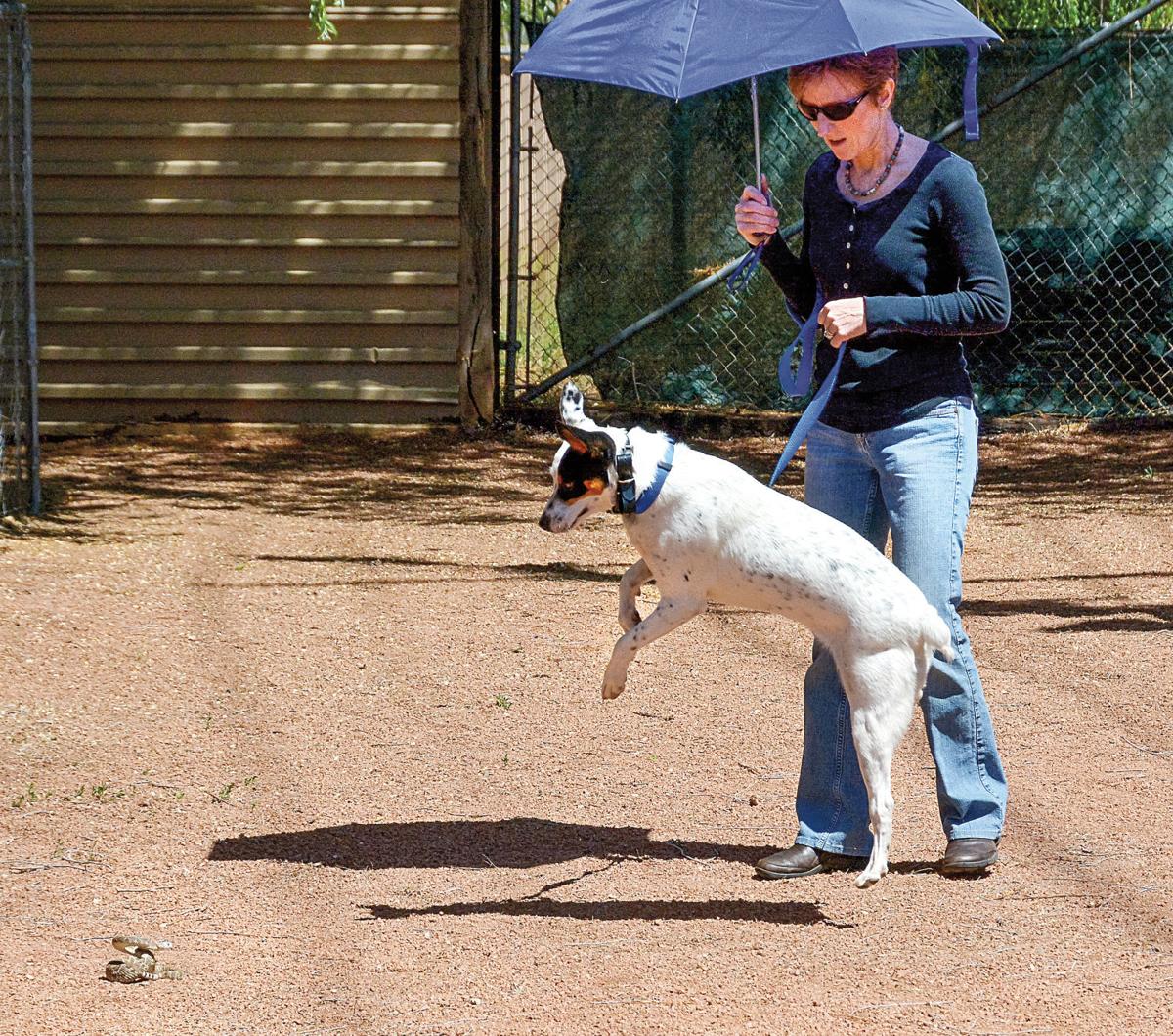 Rattlesnake Aversion Training Keeps Dogs Handlers Safe Health Paysonroundup Com