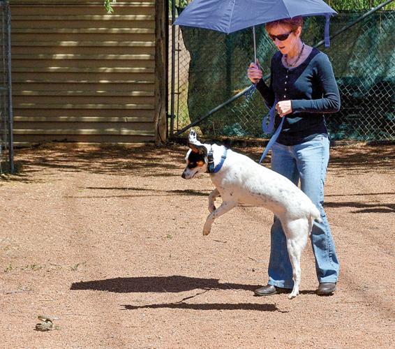 Jack Russell Terrier & Paws Umbrella