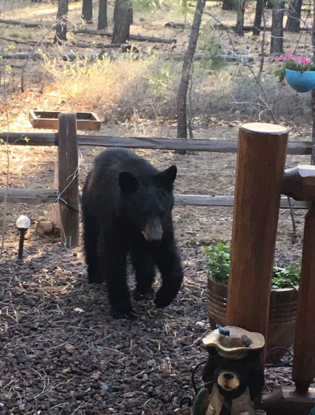 Three more bears spotted in Rim Country Local News