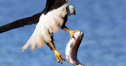 What eagles, ospreys and herons can teach anglers