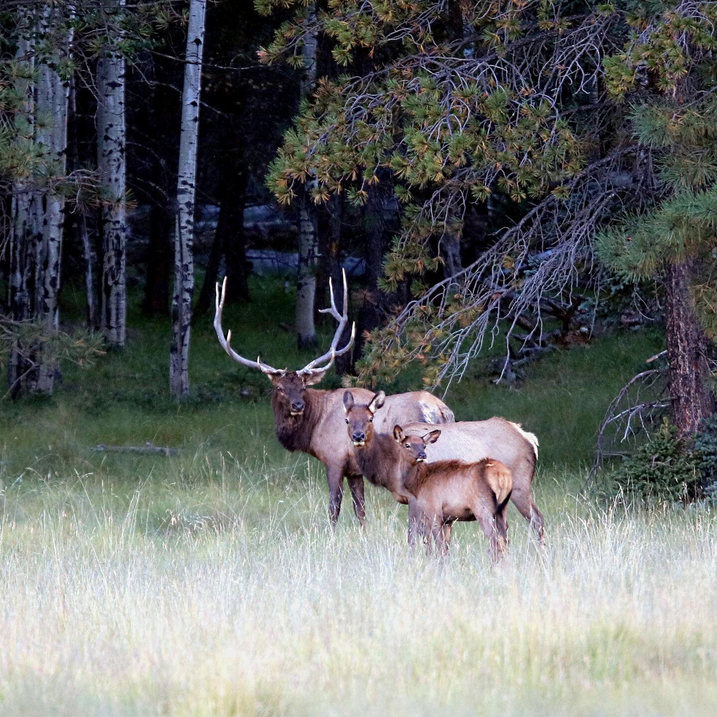 Proposed hunt available for review for 2025 260