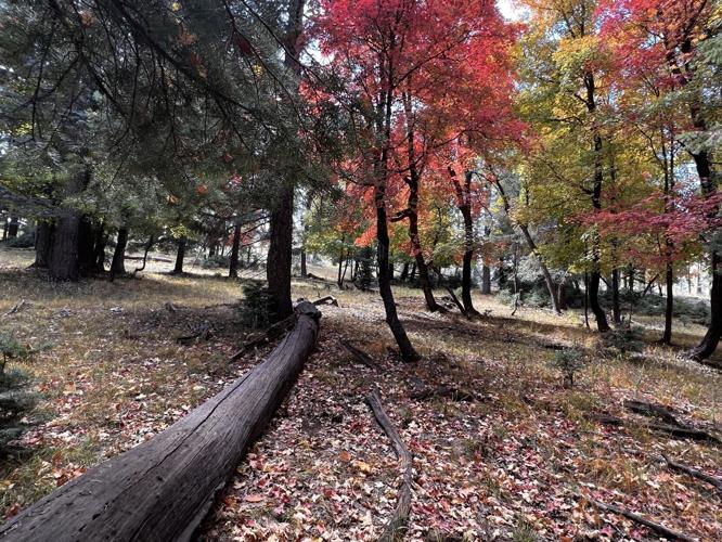 Fall's splendor sustains the whole ecosystem | News | paysonroundup.com