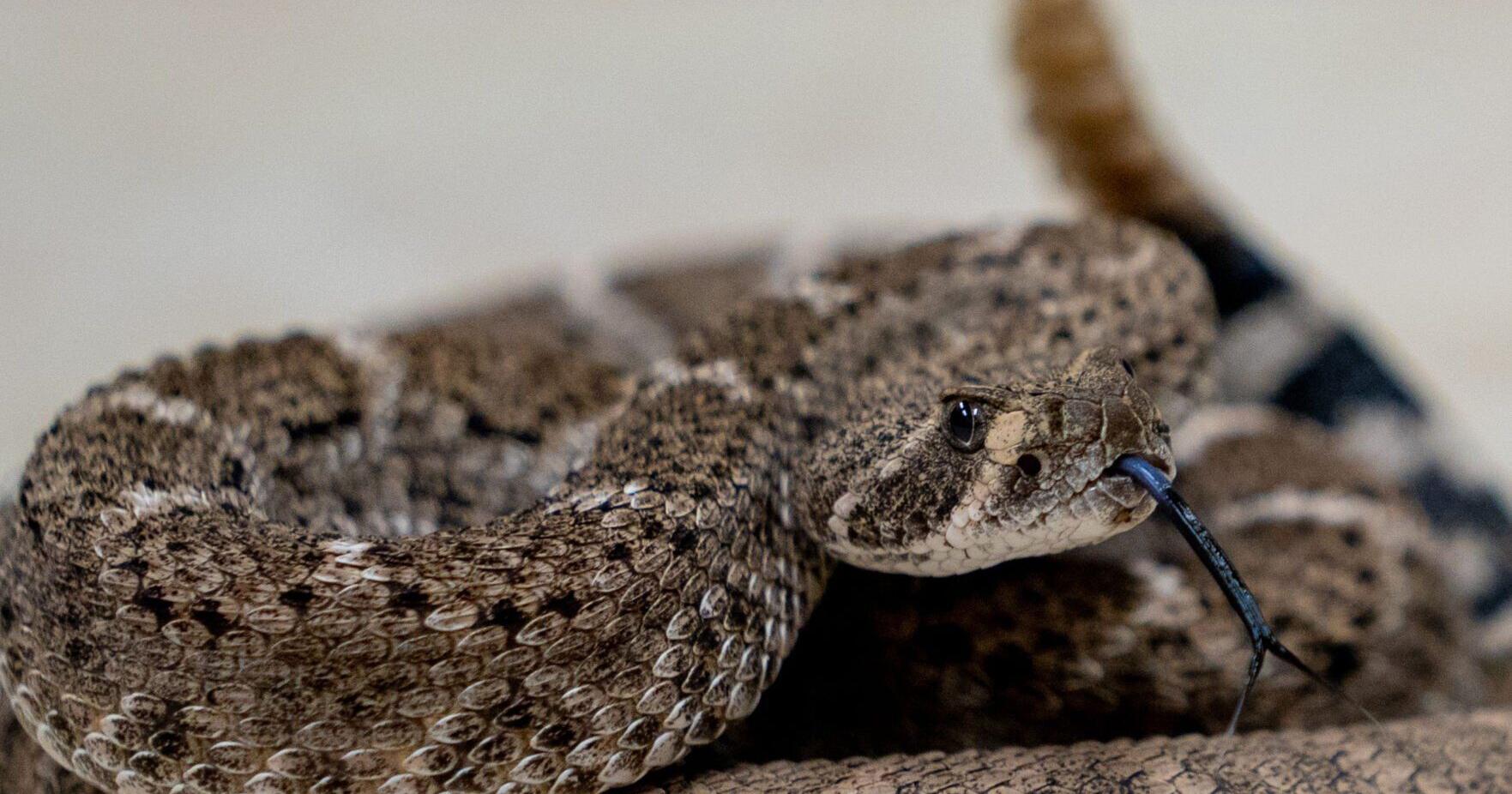 As Arizona shifts into warmer weather, beware of rattlesnakes, experts say - Vimarsana News