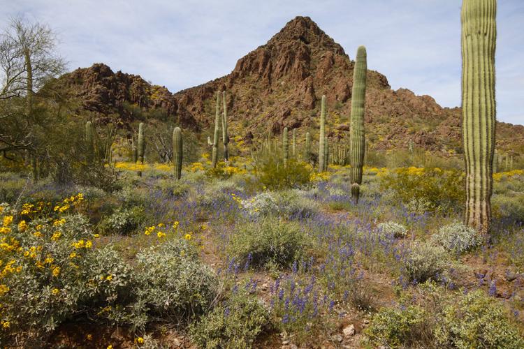 lupine with peak.jpg