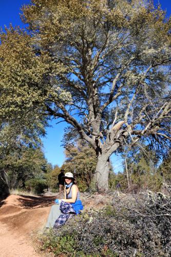 Brooke under tree on Monument Peak Loop trail