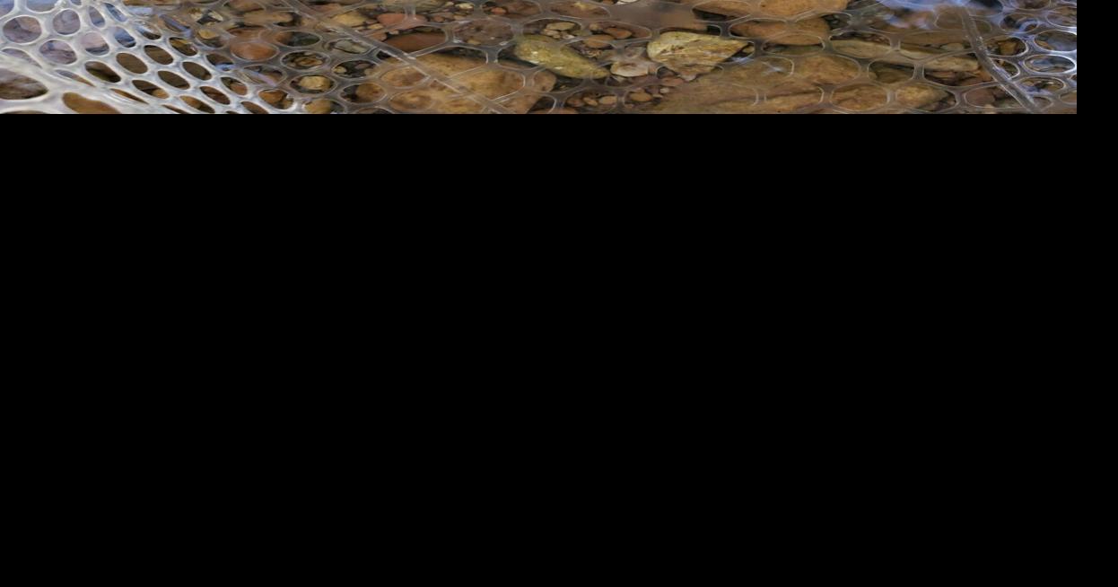 Gila and Apache trout fishing opportunities in Rim Country Local News