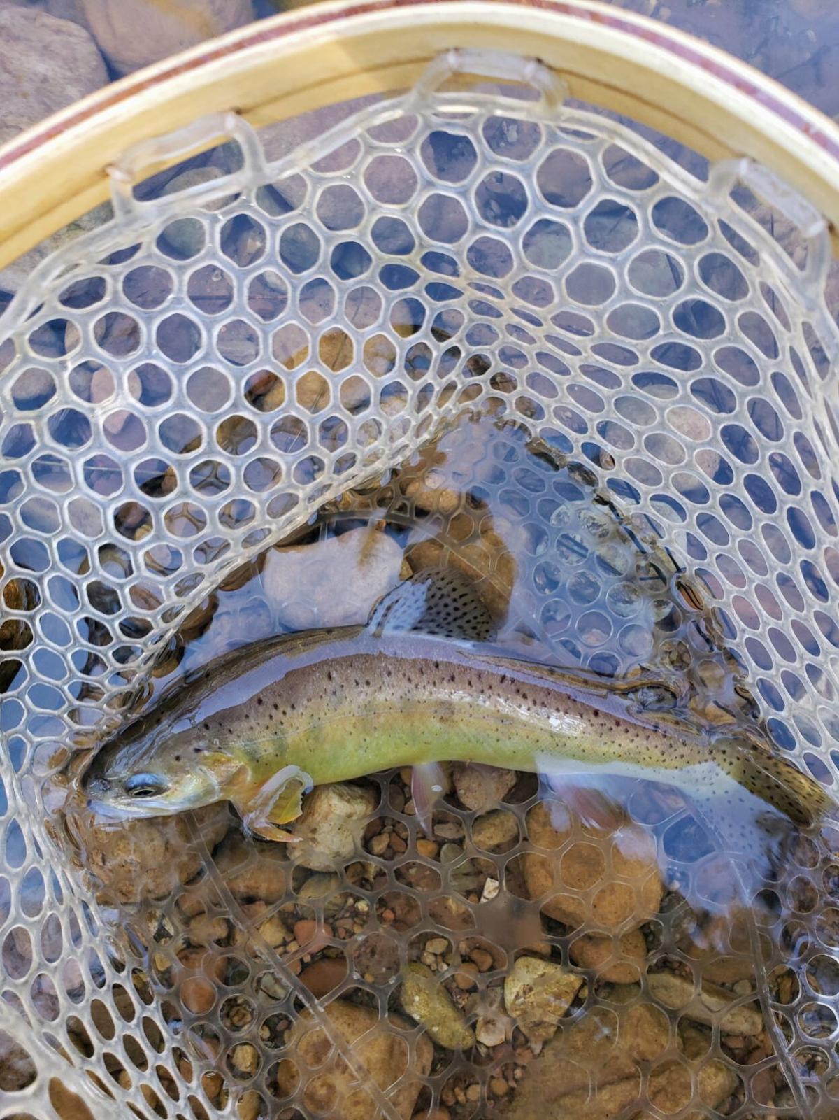 Gila and Apache trout fishing opportunities in Rim Country Local News