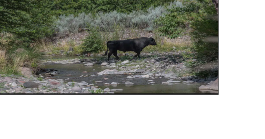 Judge approves plan to shoot illegal cattle from the air - Vimarsana News