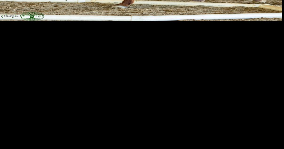 Cowboy Dressage World Finals 2025