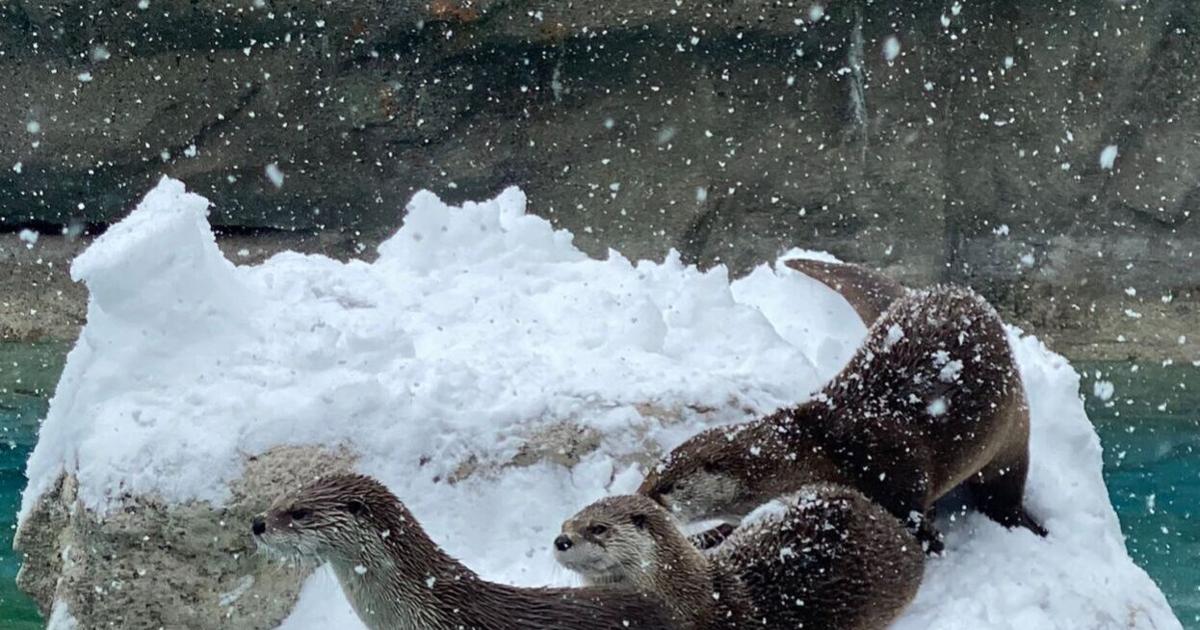 Payson Snow Animals at Bearizona enjoy snow | News | paysonroundup.com