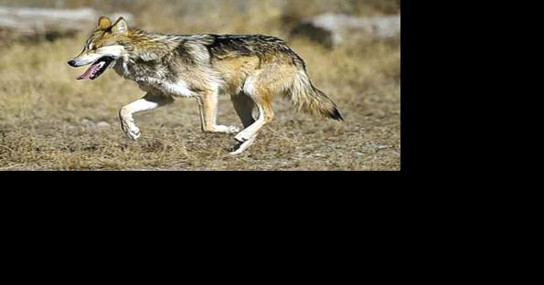House approves controversial limits on state management of Mexican Gray wolves - Vimarsana News