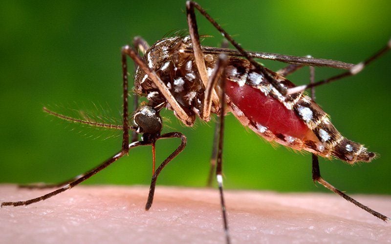 Tiny terrors: Mosquitoes in Arizona and how to avoid them | Health |  paysonroundup.com