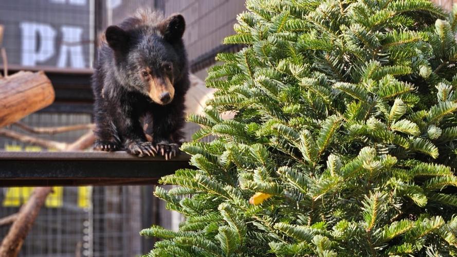 Christmas miracle ‘elfin bear’ at Bearizona News