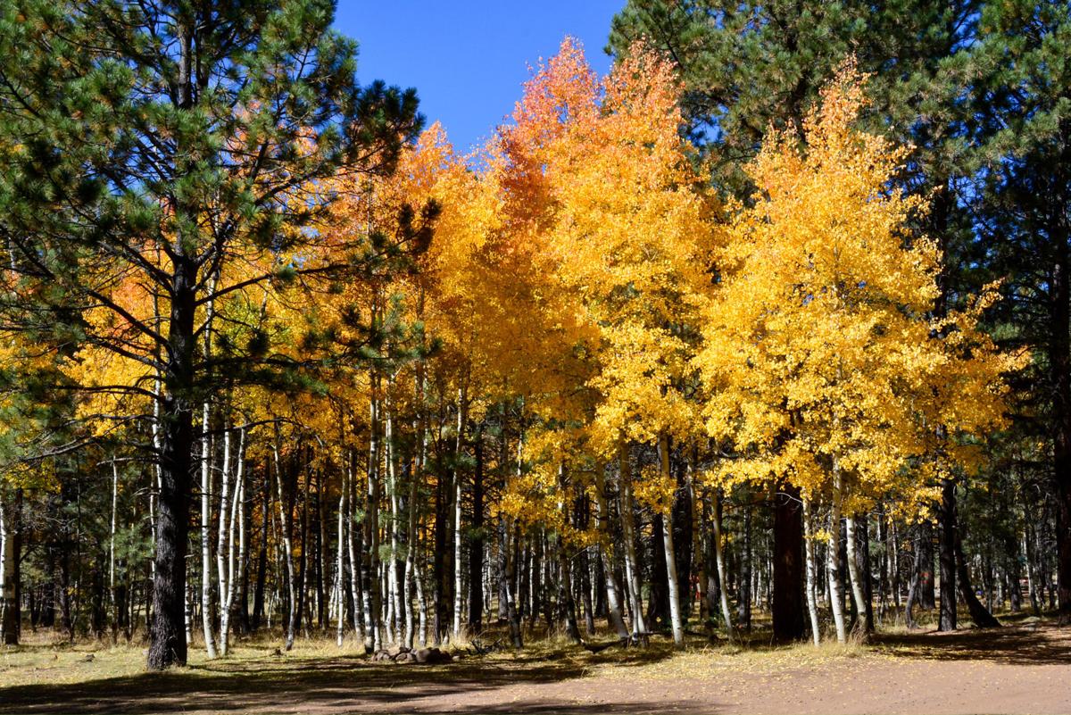 Flagstaff's foliage delights Local News