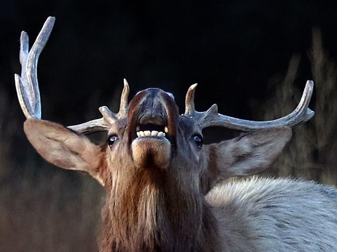 Difference between Moose And Elk: Unveiling the Secrets