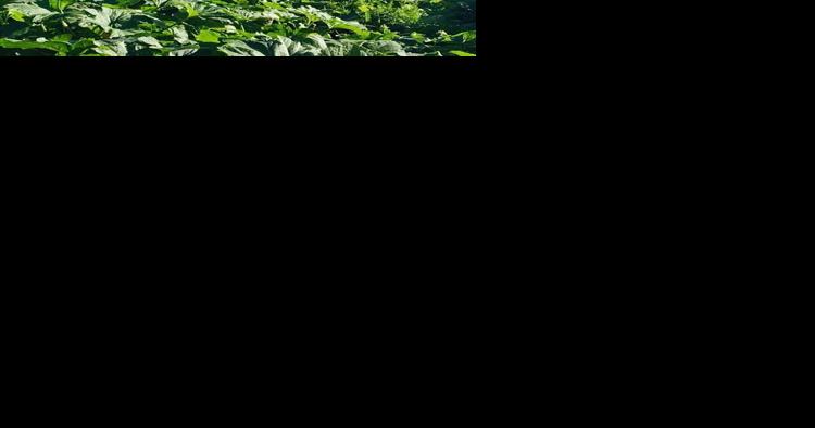 Garden may save money on groceries - Vimarsana News