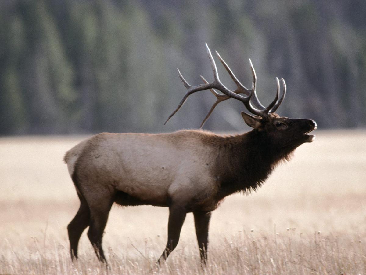 Elk Draw 101 How does AZGFD draw elk permits each year? Hunting