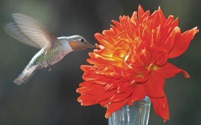 Hummingbird Wars Outdoors Paysonroundup Com