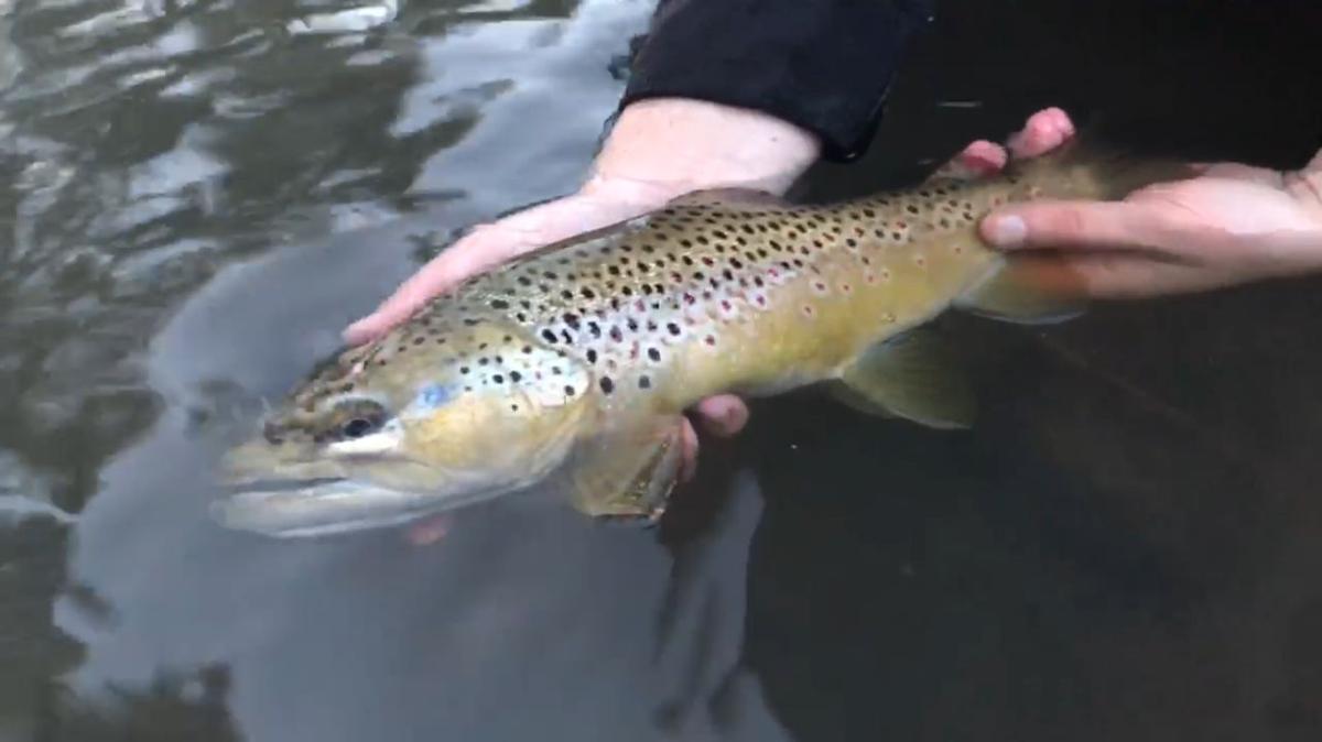 The grand slam of Arizona trout fishing Hunting & Fishing