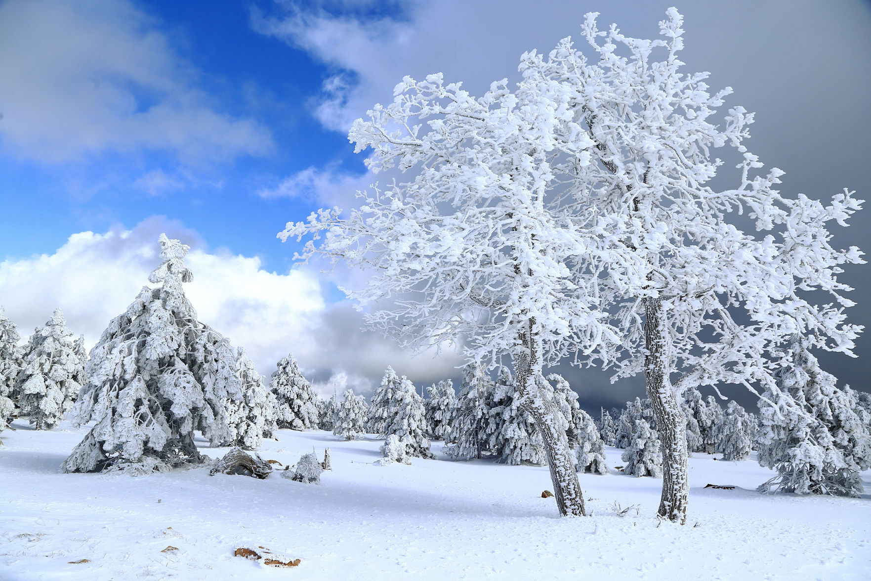 SNOW!: A poem by Buckshot Dot - Vimarsana News