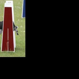 Beginner flyball class starts this weekend | News | paysonroundup.com