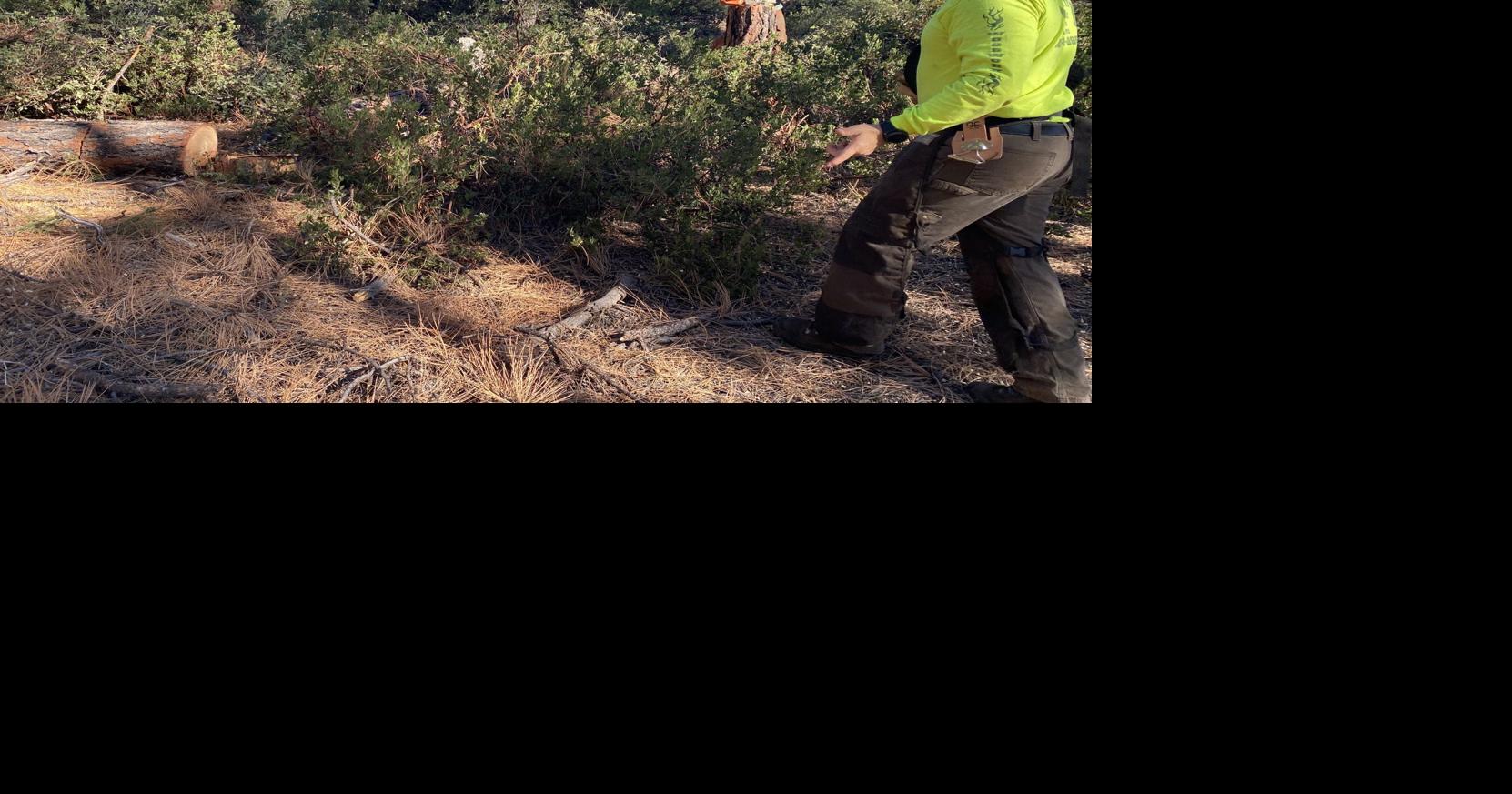 Removal – the second step of Firewise | Local News | paysonroundup.com