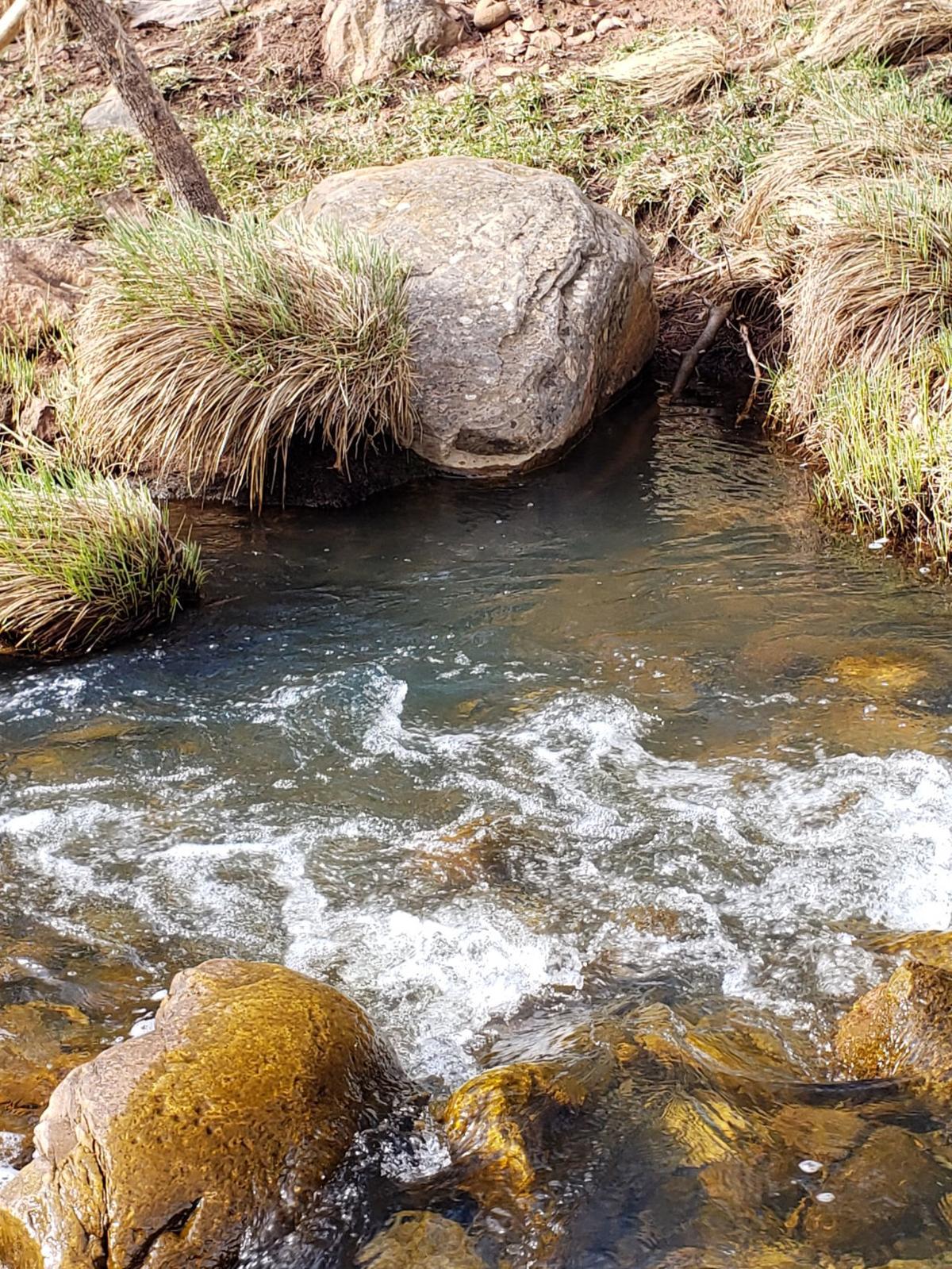 Summer Trout Fishing Local News