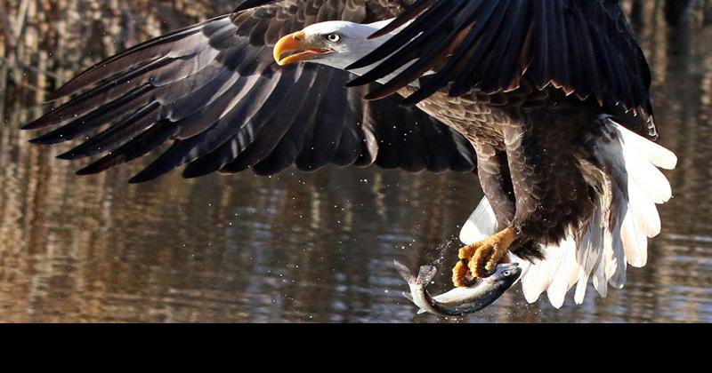 Winning photographs of Rim Country birds | Lakes & Streams ...