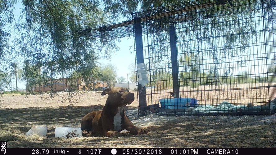 Humane Trapping Posting Humane Animal Rescue and Trapping Team has a HARTT for rescuing lost ...