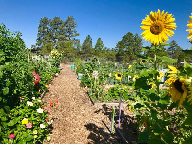 Who keeps the Payson Community Garden blooming? Local News