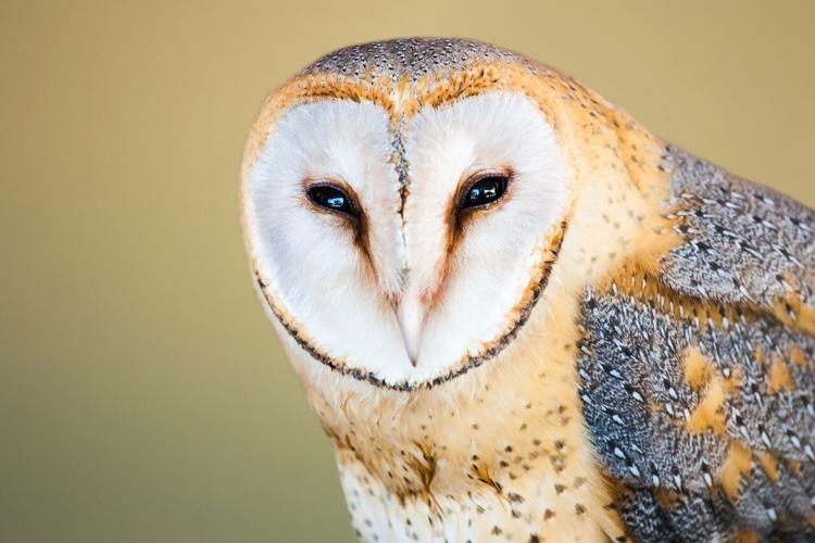 Why are Swiss barn owls becoming redder and more spotted? | National ...