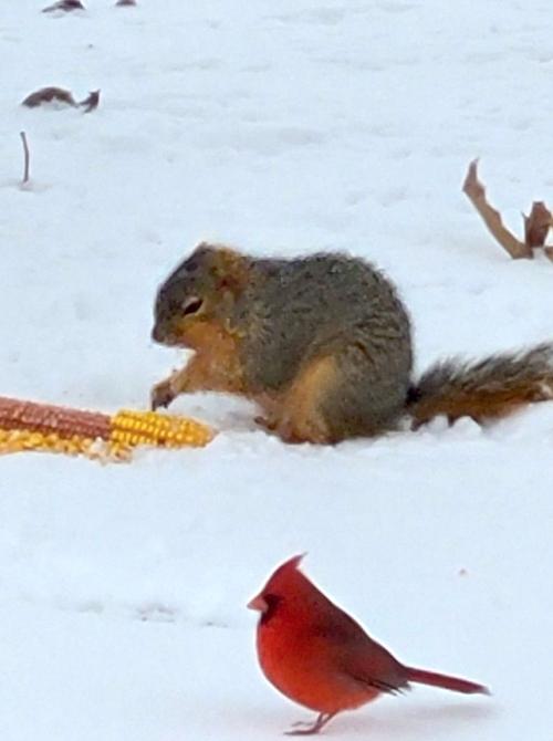 Hey, squirrel!