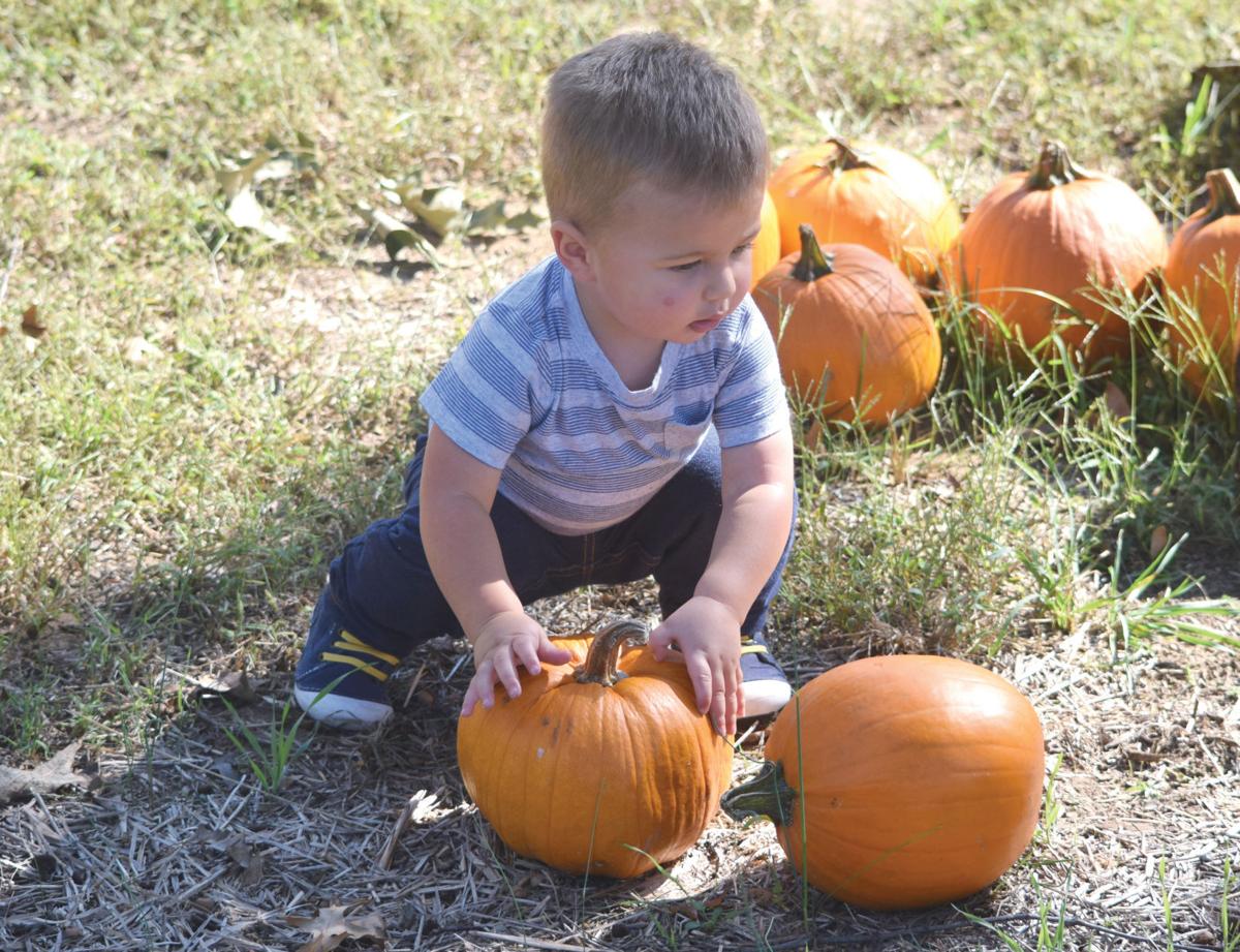 Lyles Station Corn Maze Opens Oct 2 Local News Pdclarion Com