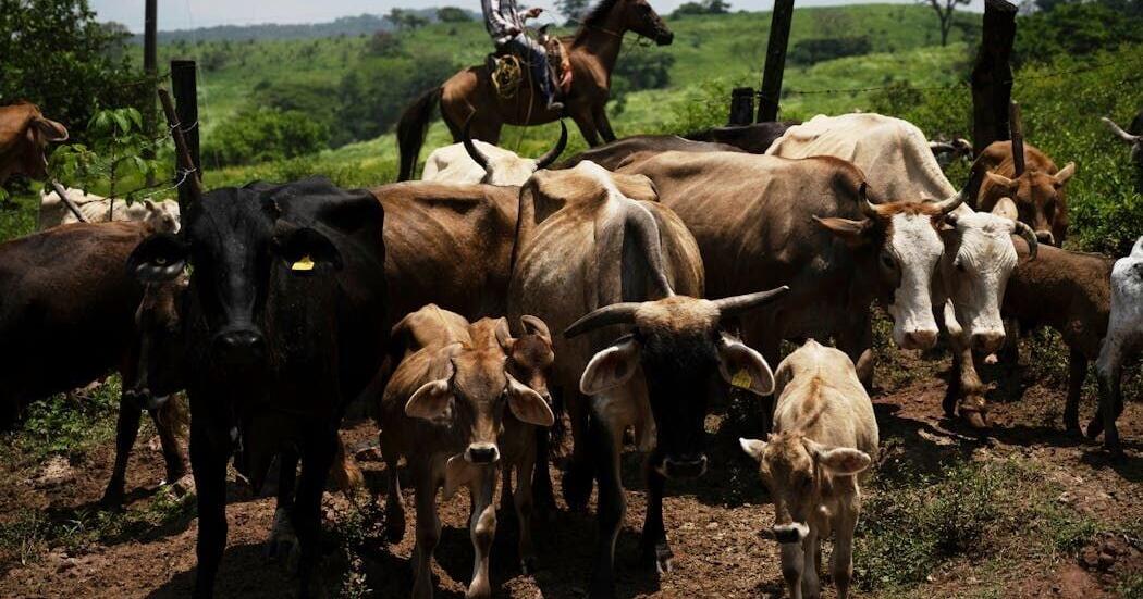 The U.S.-Mexico beef market has taken a massive hit from the screwworm parasite, which has spread from Mexico to Texas and New Mexico.