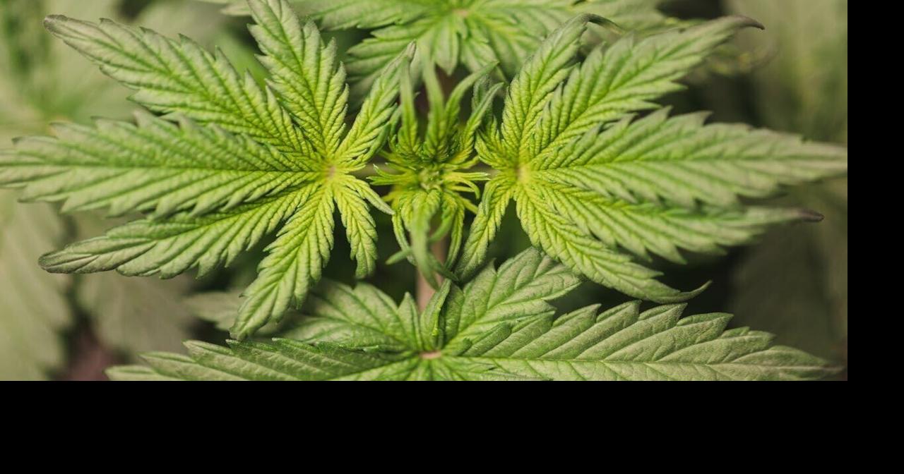 Scientists develop ‘green’ plastic alternative from form of cannabis ...