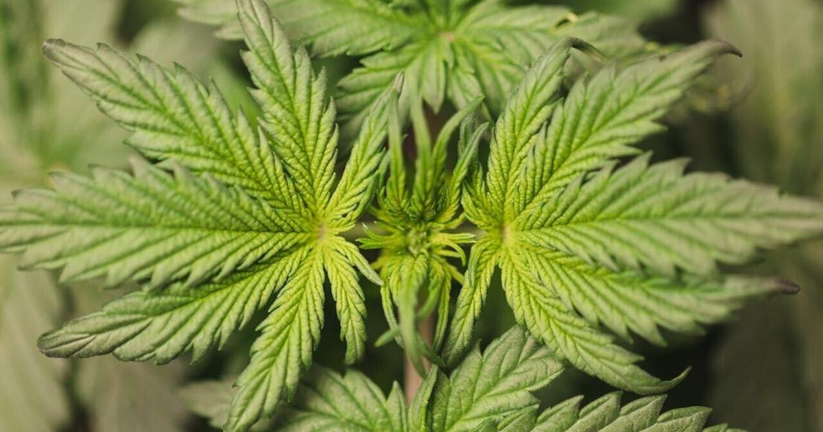 Scientists develop ‘green’ plastic alternative from form of cannabis ...