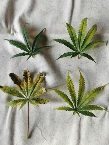Scientists develop ‘green’ plastic alternative from form of cannabis ...