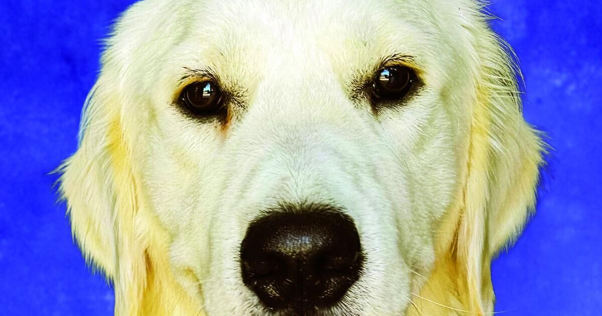 Therapy dog program launches at Deaconess