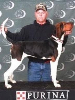 Pkc coonhounds cheap for sale