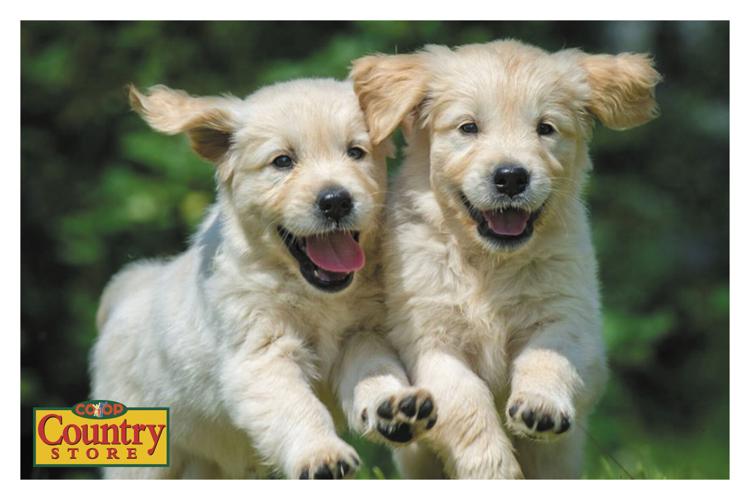 Agro Coop Country Store Agriculture Charlottetown, PE