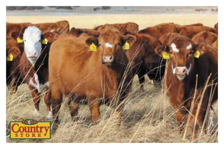 Agro Coop Country Store Agriculture Charlottetown, PE
