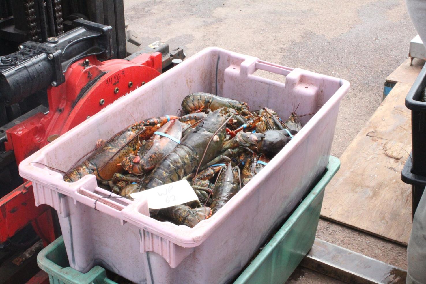 Lobster prices soar late in 2021 season News