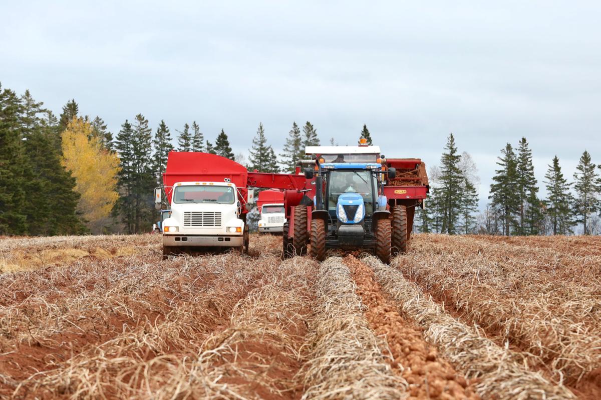 The Story of a Prince Edward Island Potato Field Island Farmer The Story of a Prince Edward Island Potato Field Island Farmer