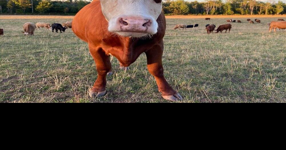 PEI Cattle Producers hold annual meeting Island Farmer