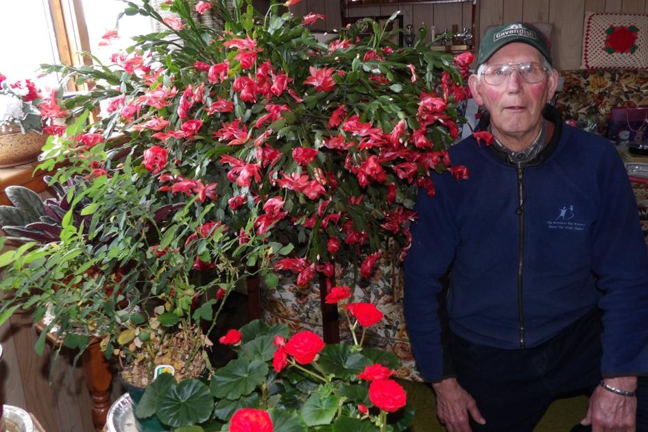 Giant Christmas cactus The Eastern Graphic