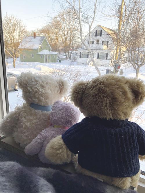 Bloomsbury Bears