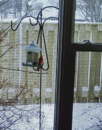 red cardinal