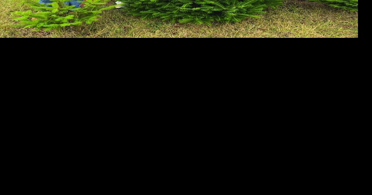 Christmas trees looking good despite drought | The Eastern Graphic ...